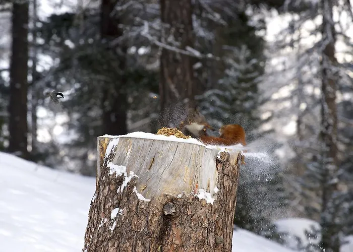 Al Vadret Swisslodge * Pontresina